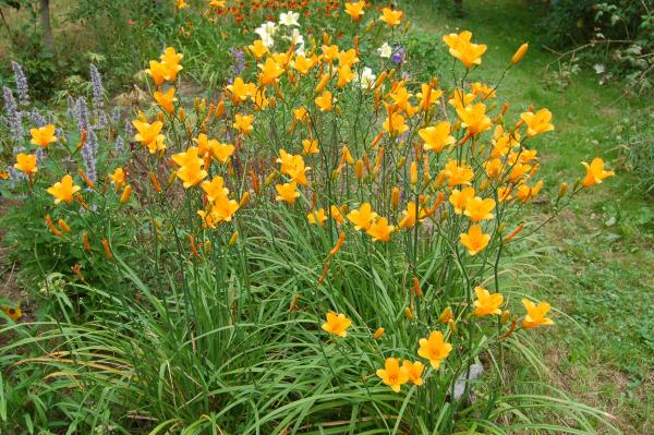 Hemerocallis 'From China with Love' | Taglilie